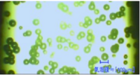 /temp/200_150_080a76e47e6c42d3f2a9e409e1c54f42.PNG